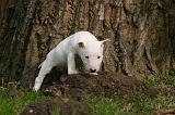 BULL TERRIER MINIATURE 291